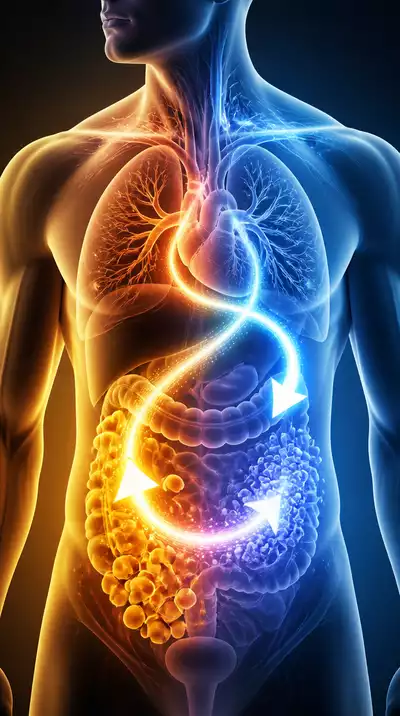Person's torso with a glowing representation of metabolic pathways, showing energy switching between fat and carbs, clean image, no text, no words, no typography, 8K